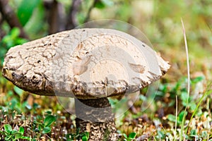 Cepe mushroom