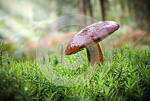 Cepe mushroom in the forest