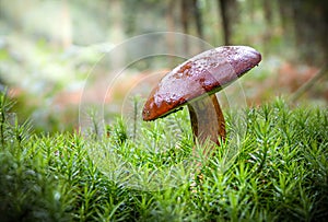 Cepe mushroom in the forest photo