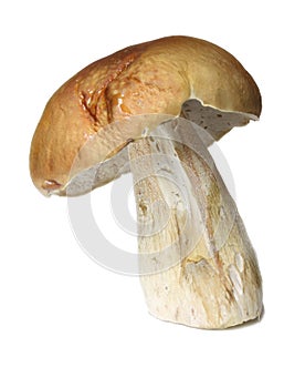 Cepe mushroom isolated on white photo