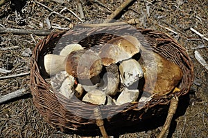 cepe mushrooms