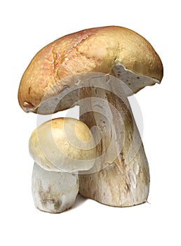 Cepe mushrooms isolated on white photo