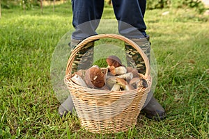 Cepes in a basket, Forest Mushroom