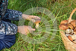 Cepes in a basket, Forest Mushroom