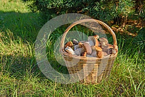 Cepes in a basket, Forest Mushroom