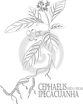 Cephaelis ipecacuanha plant contour vector illustration
