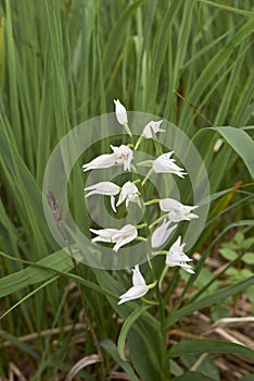 Cephalanthera damasonium orchid