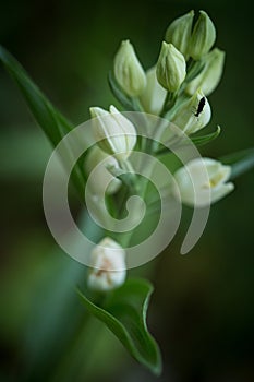 Cephalanthera damasonium, White Helleborine orchid grow in forest with natural background, wallpaper natural closeup macro,