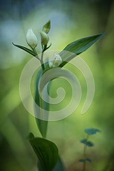 Cephalanthera damasonium, White Helleborine orchid grow in forest with natural background, wallpaper natural closeup macro,
