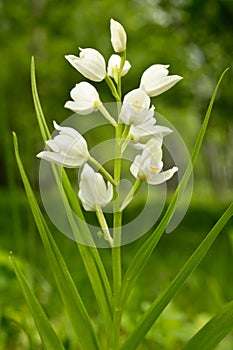 Cephalanthera longifolia