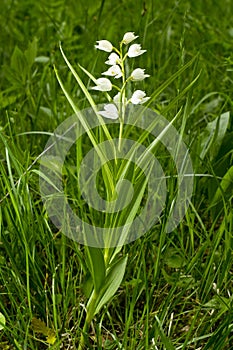 Cephalanthera longifolia