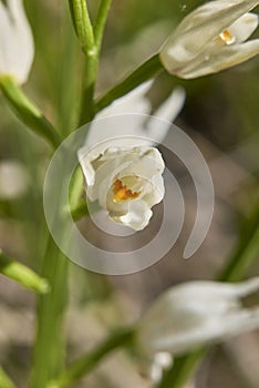 Cephalanthera longifolia in bloom
