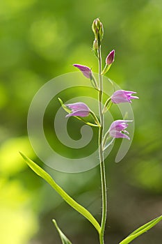 Cephalanthera rubra