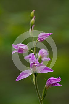 Cephalanthera rubra