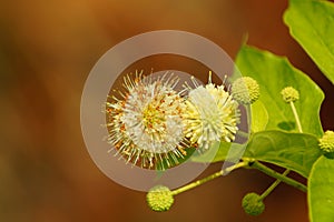 Cephalanthus occidentalis