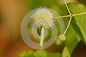 Cephalanthus occidentalis and Gonepteryx rhamni