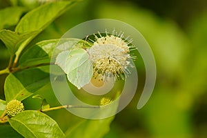 Cephalanthus occidentalis and Gonepteryx rhamni