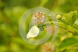 Cephalanthus occidentalis and Gonepteryx rhamni