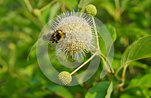 Cephalanthus occidentalis and insect