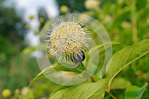 Cephalanthus occidentalis and insect