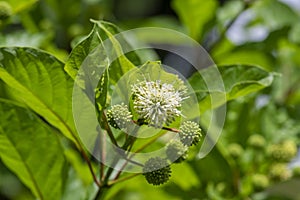 Cephalanthus occidentalis mexical white flowering plant, bright beautiful buttonbush honey bells flowers in bloom