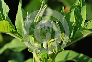 Cephalaria alpina - flower buds photo