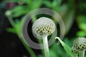 Cephalaria alpina - flower buds photo