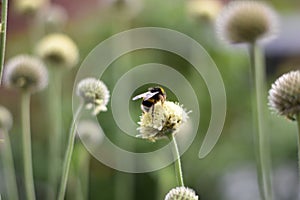 Cephalaria alpina - Inflorescence with a bumblebee