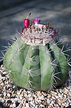 Cephalium,flower and socket fruit of melocactus in planting pot