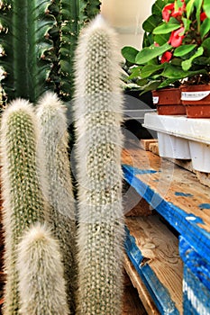 Cephalocereus Senilis cactus plant photo
