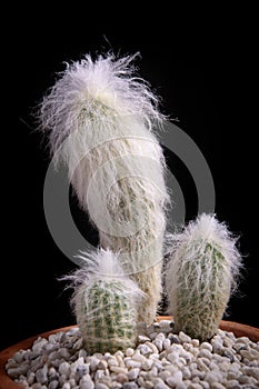 Cephalocereus senilis or old man cactus in planting pot photo