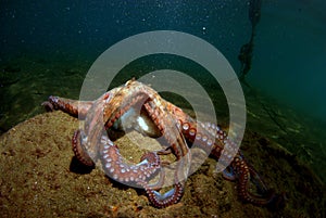 Cephalopod