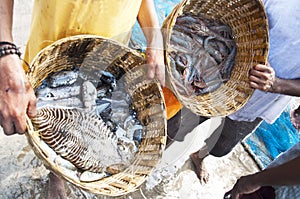 Cephalopod, Prawns, shrimps photo