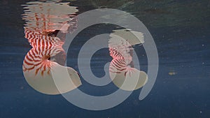 Nautilus shell big white and orange stripes floatting in the sea