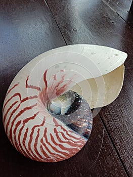 Nautilus shell big white and orange stripes floatting in the sea