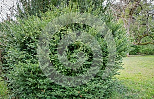 Cephalotaxus Harringtonii Drupacea fastigiata depressa, known as Japanese plum-yew, Harrington`s cephalotaxus