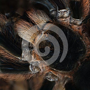 Cephalothorax