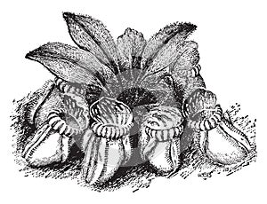 Cephalotus Follicularis vintage illustration