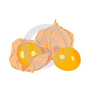 Ciplukan Ceplukan Fruit Vector