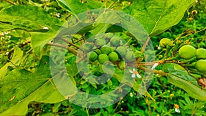 Cepokak or forest eggplant grows widely in tropical forests