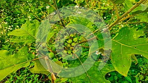 Cepokak or forest eggplant grows widely in tropical forests