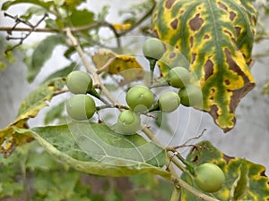 Cepokak is a green vegetable like the leaves around it