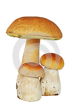 Ceps