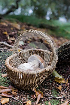 Ceps in Basket