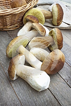 Ceps freshly harvested lie on an old  table