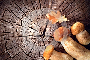 Ceps mushroom. Boletus border design photo