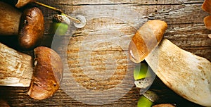 Ceps mushroom. Boletus on wooden rustic table photo