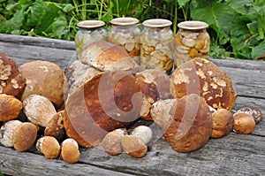 Ceps before processing.