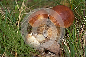 Ceps in summer forest photo
