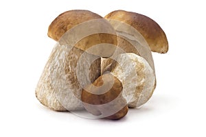Ceps